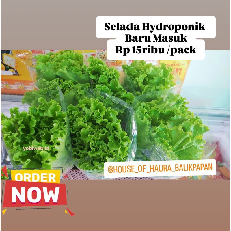 

Selada Hydroponik / sayur selada