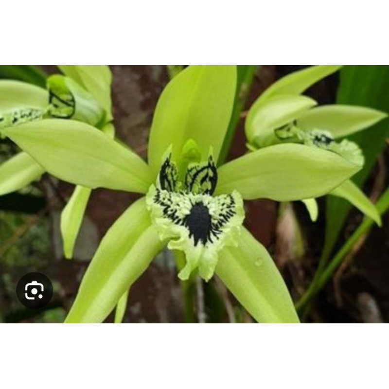 Coelogyne pandurata / anggrek hitam kalimantan
