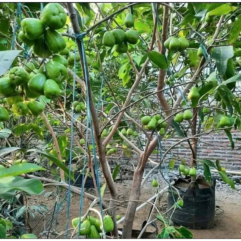 bibit jambu air cincalo tebu