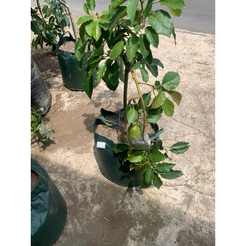 Bibit Alpukat Unggul Sudah Berbuah ( Peti Kayu )