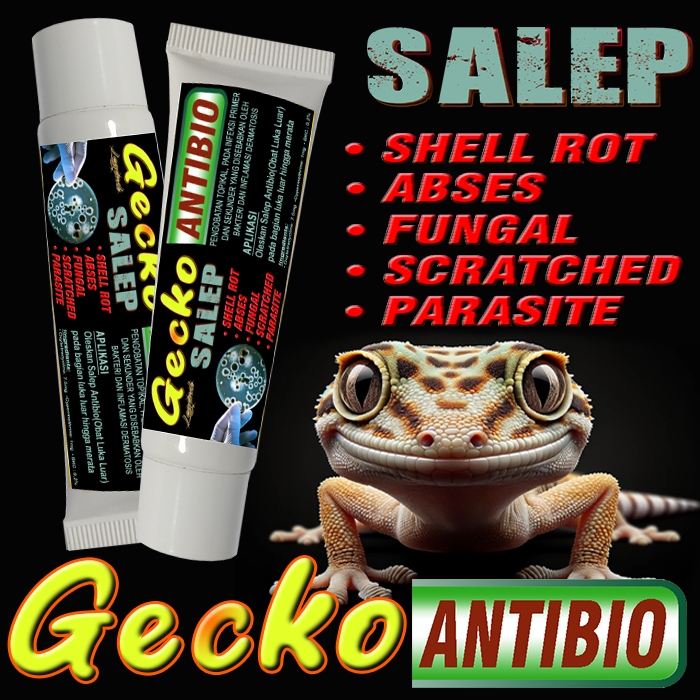 GECKO ANTIBIO SALEP OBAT LEOPARD GEKO TOKEK GEKKO WHELEERI CRESTED AFT TOKEK MENGOBATI PENYAKIT KULI
