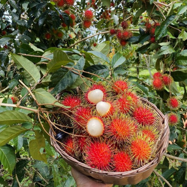 BIBIT RAMBUTAN BINJAI | BIBIT RAMBUTAN RAPIAH