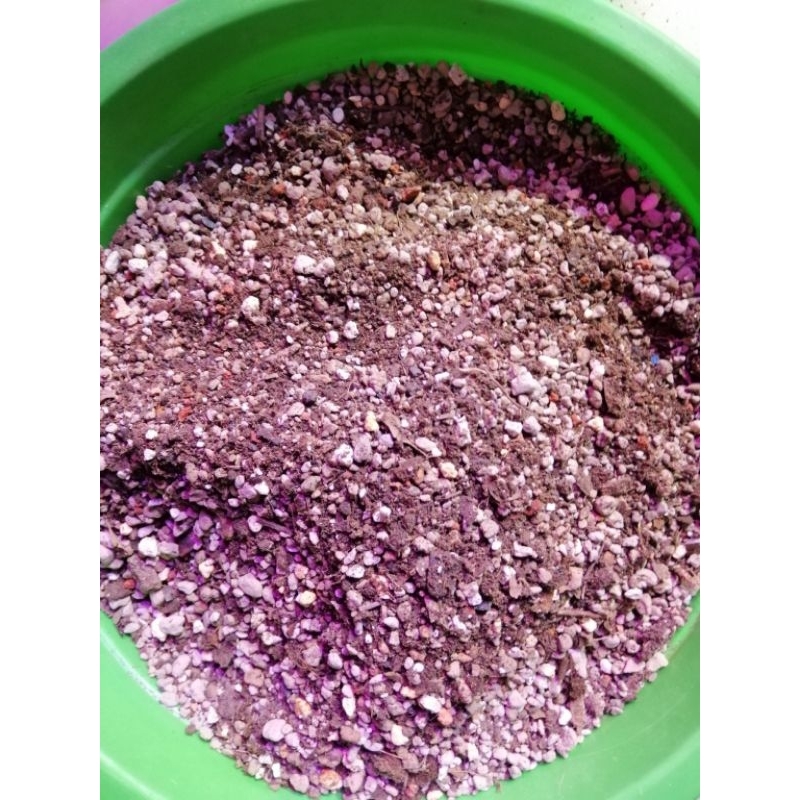 media tanam lithops kaktus sukulen