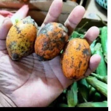 

buah Pinang segar / buah pinang tua 3 biji