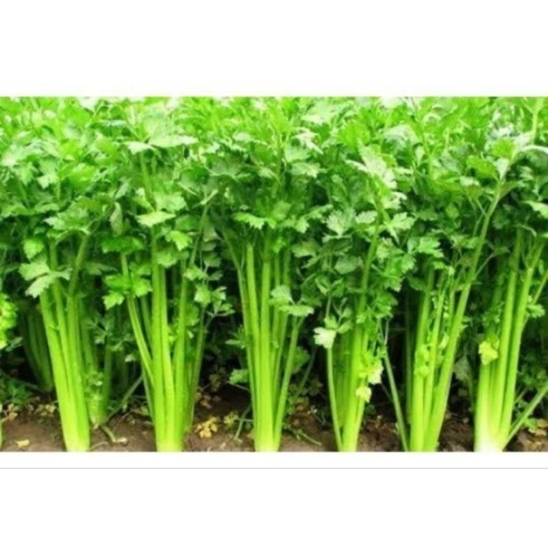 

seledri 100 gram