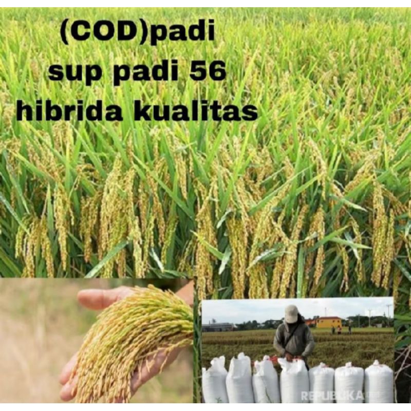 BENIH PADI SUPPADI 56 HIBRIDA 1KG KUALITAS ORIGINAL