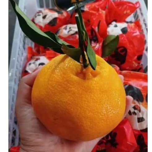 

JERUK DEKOPON PAPAGAN JUMBO 500gr