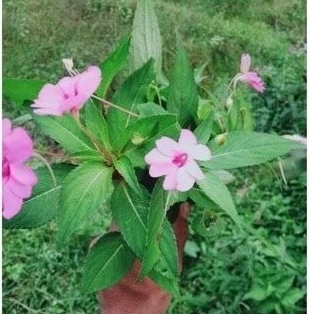 

DAUN PACAR AIR/PACAR TERE SEGAR 1KG MURAH OBAT HERBAL OBAT TRADISIONAL OBAT ALAMI,