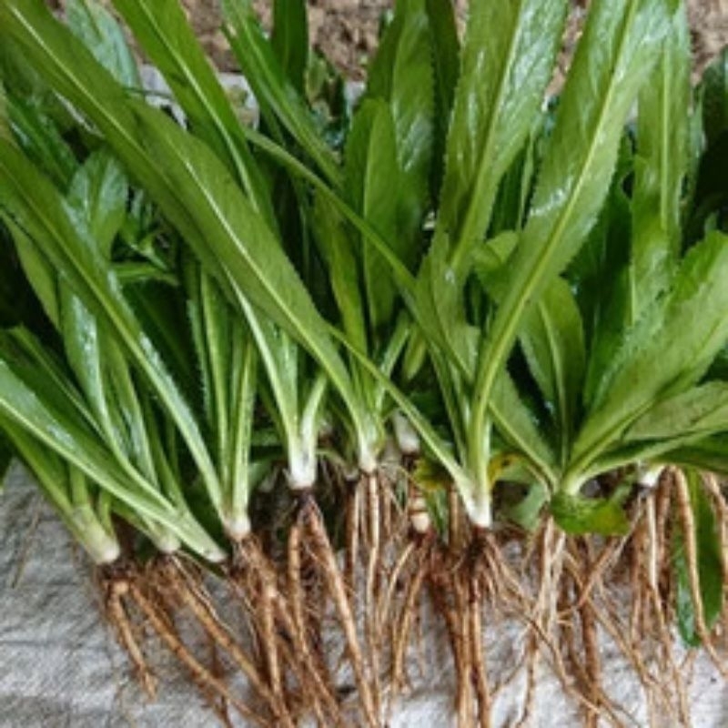 

10 pohon daun walang sangit + akar