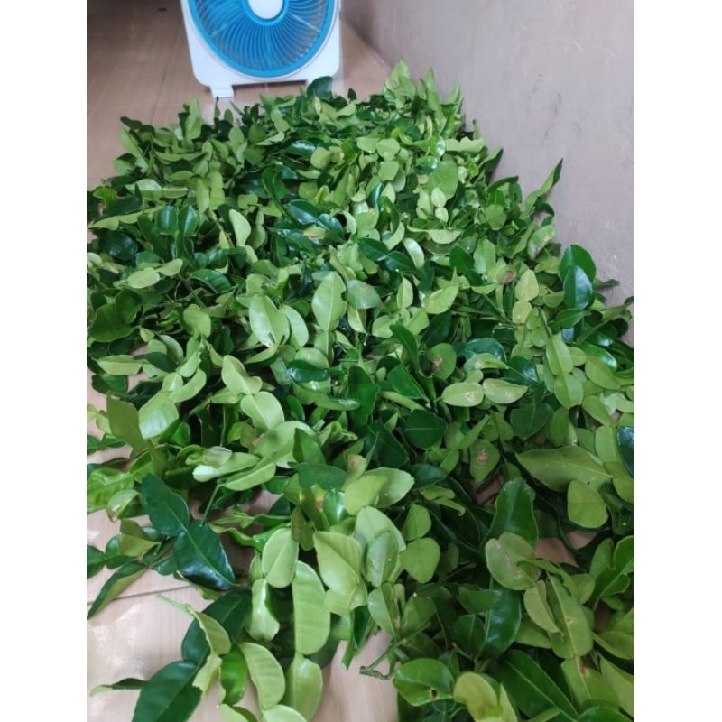 

daun jeruk purut jeruk angka 8 per 250g