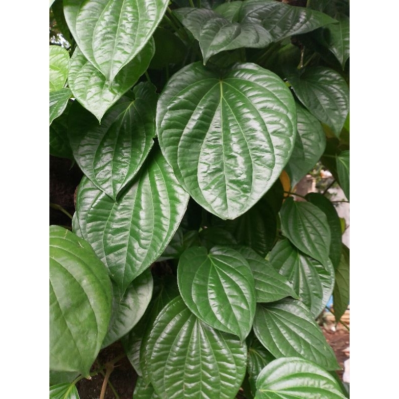 

Daun sirih hijau 50 lembar