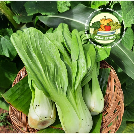 

Pakcoy Segar Organik Fresh Harga per 500 gr