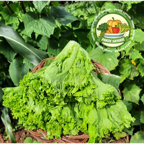 

Selada Segar Organik Fresh Harga per 250 gr