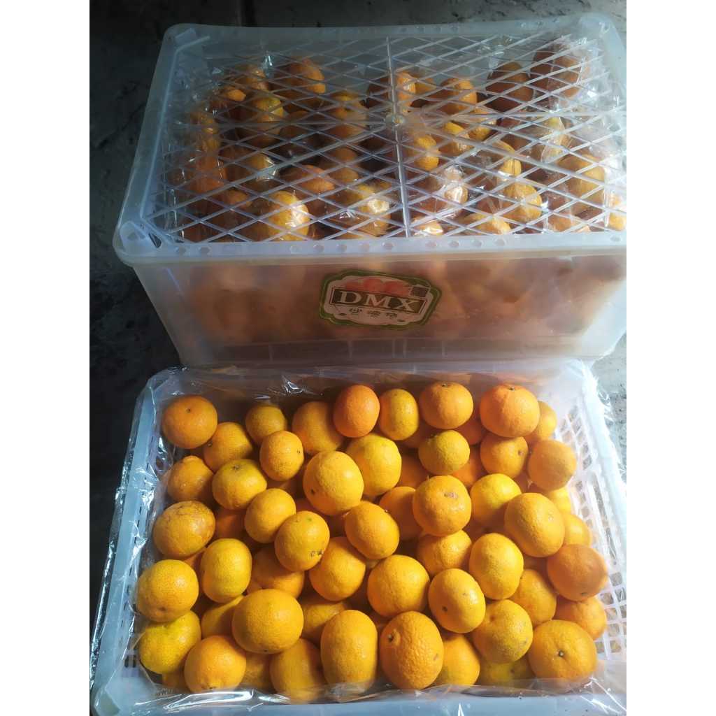 

JERUK SHANTANG SWEET BIRMA KRJG +/- 6KG