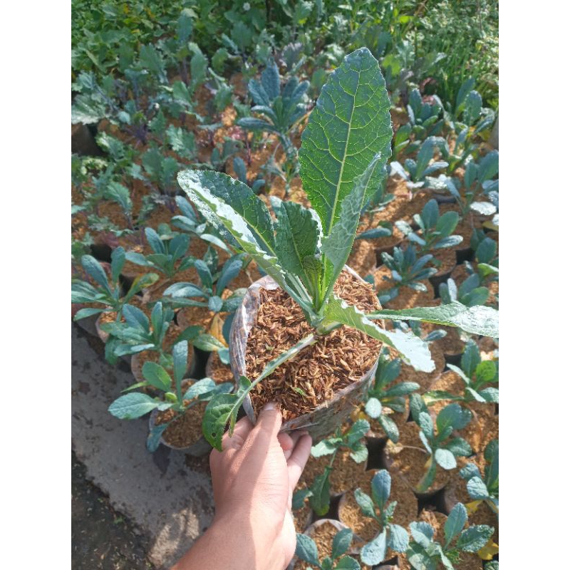 Tanaman sayuran import kale Nero