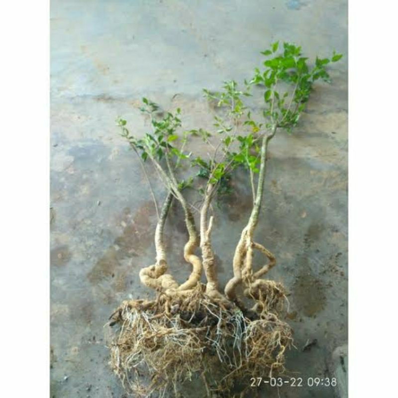 Bonsai sakura mikro small mame bahan 20k