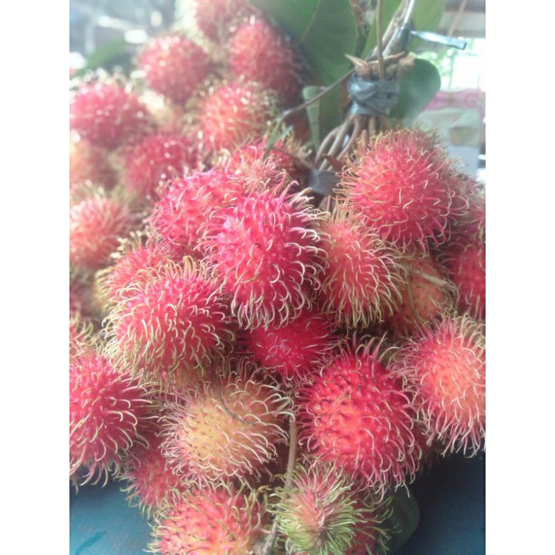 

RAMBUTAN ACEH 1KG FRESH