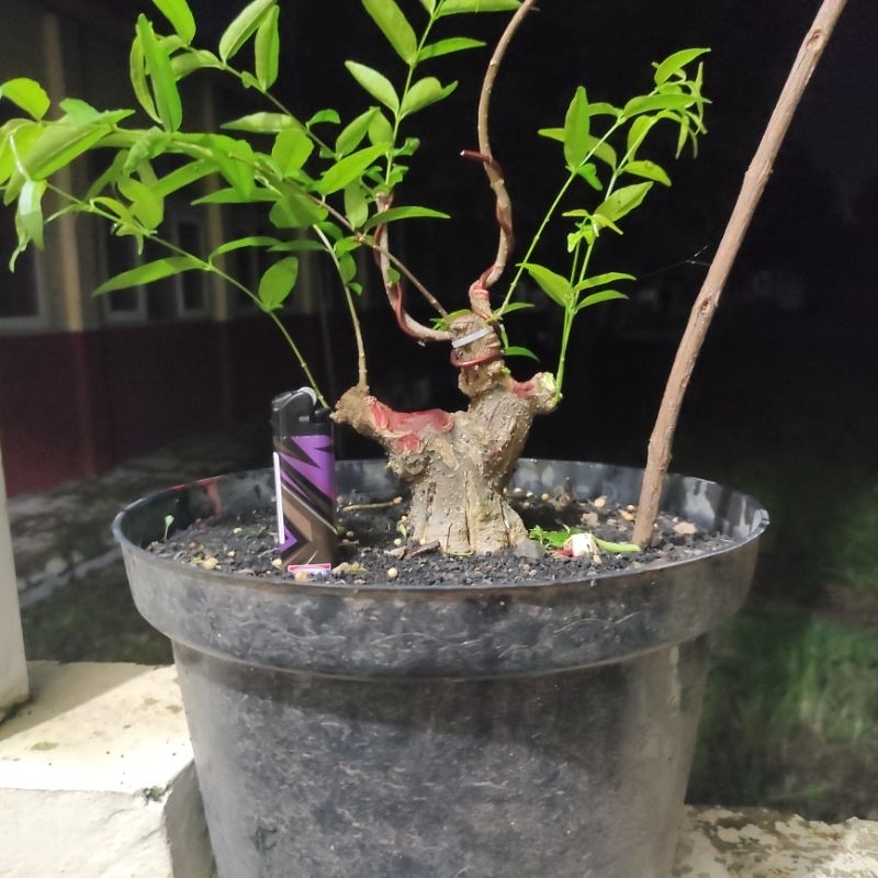 anting putri batang hitam