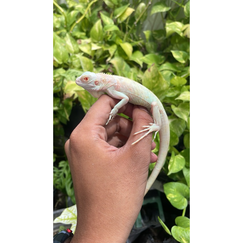 PELET IGUANA SNOW BABY UP 45CM