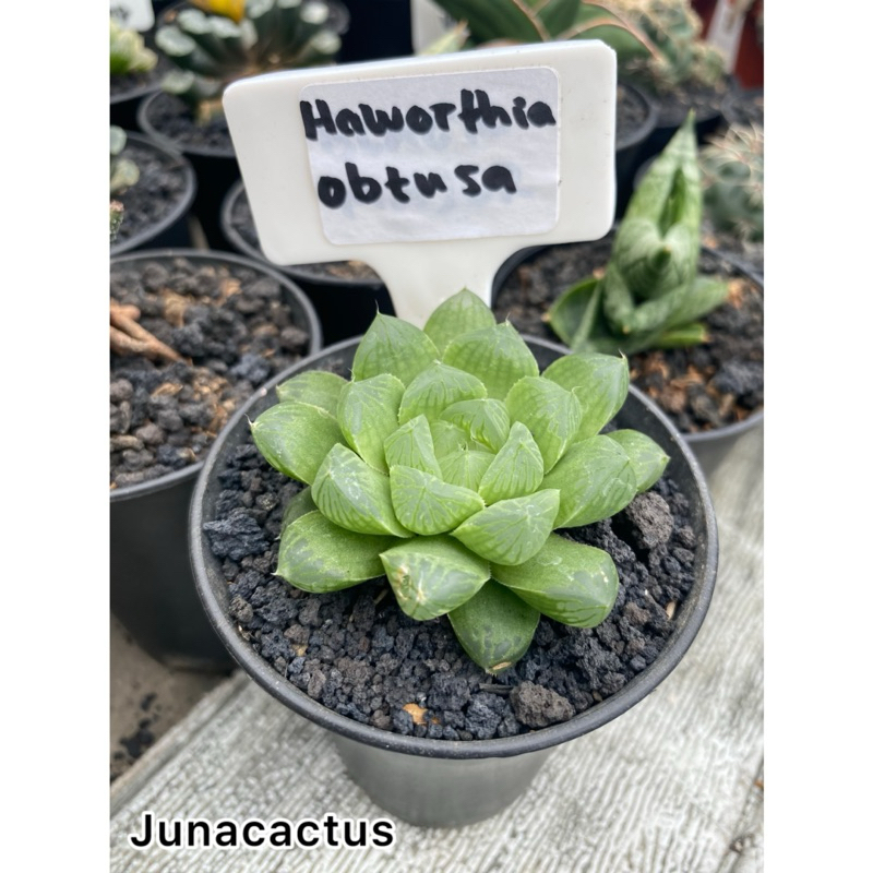 Haworthia obtusa