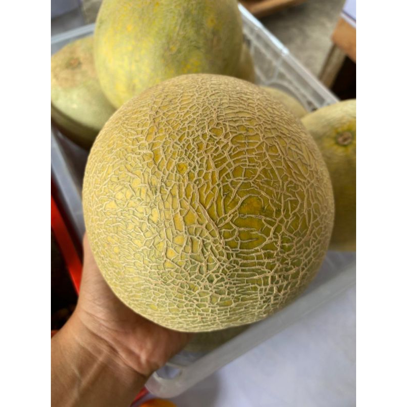 

Buah Melon Madu (Melon Fruits) Per 1 Buah 1,2-1,5kg