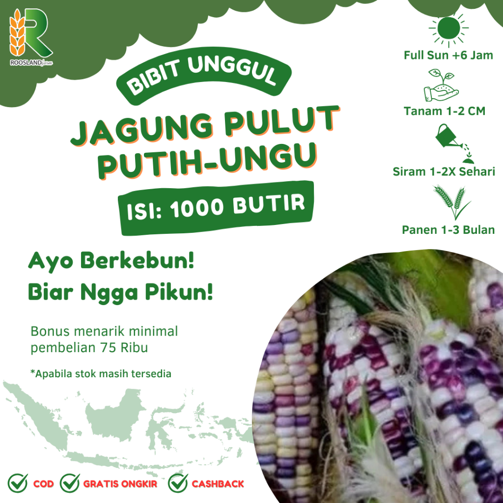 (1000 BUTIR) BENIH BIJI JAGUNG PULUT PUTIH-UNGU UNGGULAN