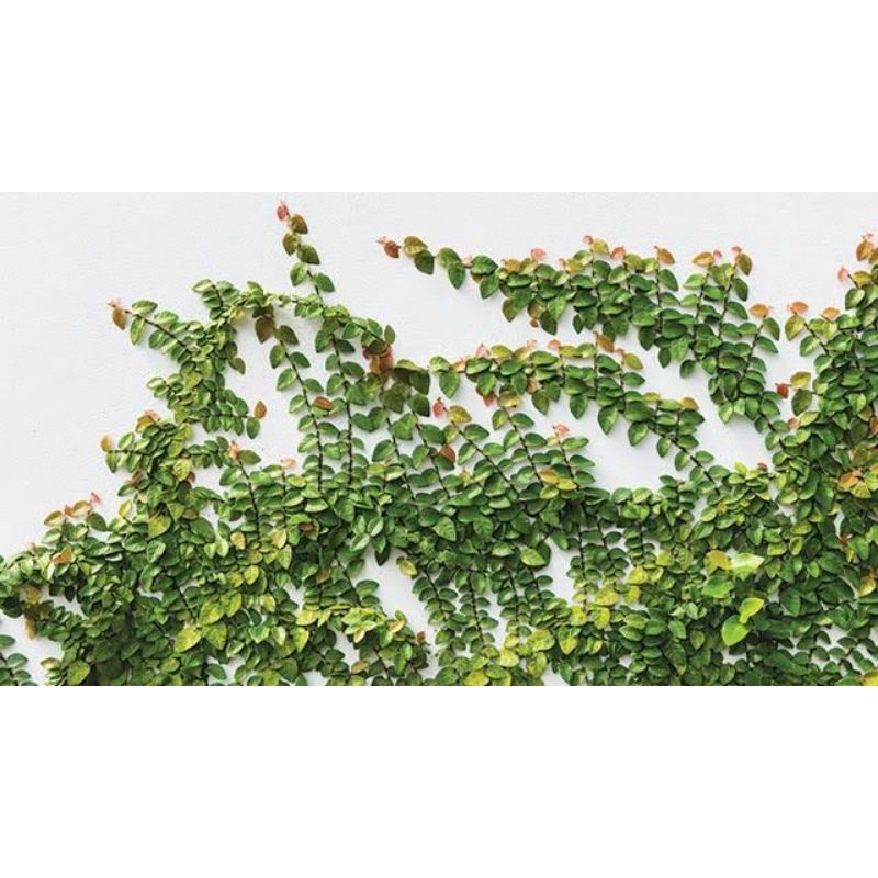 Tanaman rambat dolar kecil - hiasan dinding dolar mini - tanaman rambat dolar mini hidup