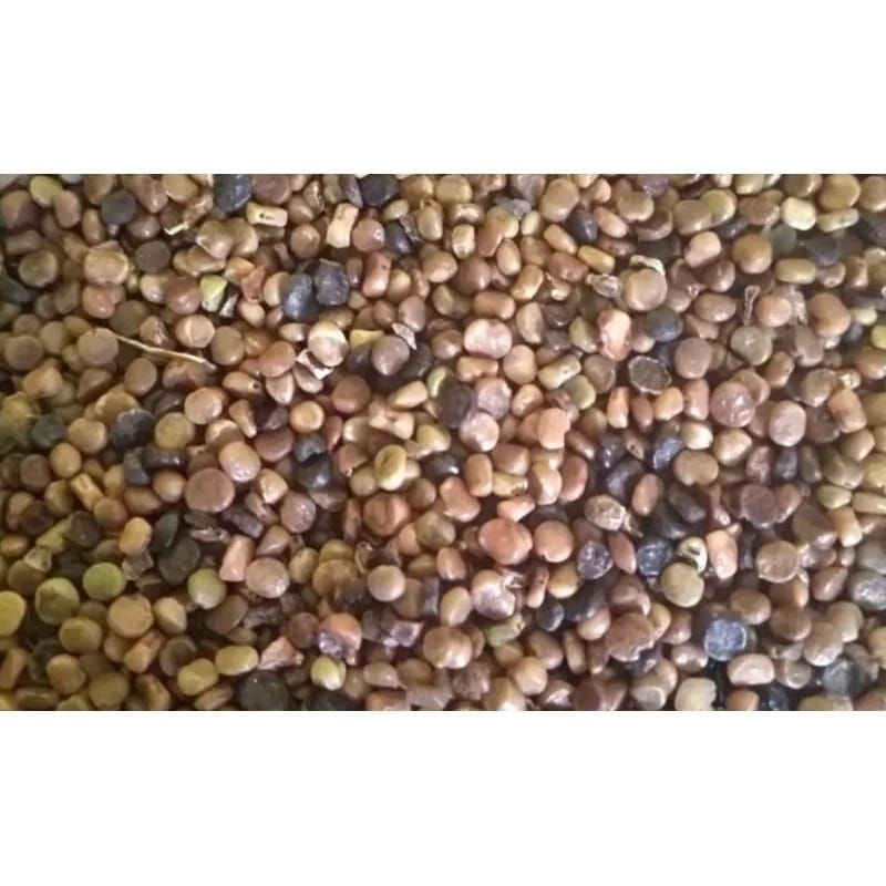 

biji indigofera per 1000 biji