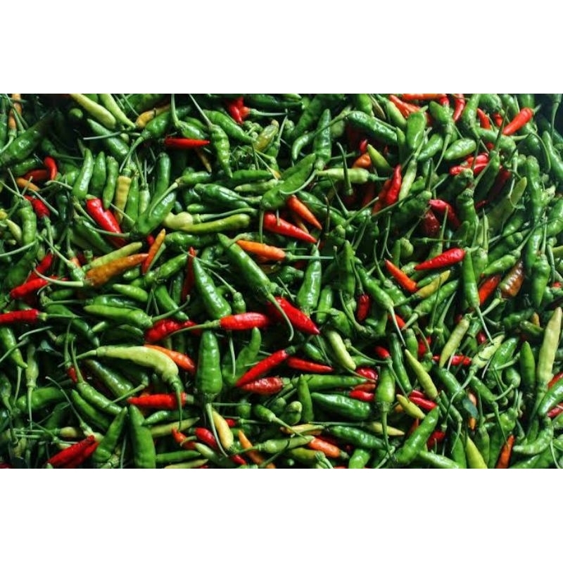

Cabai Rawit 200 Gram