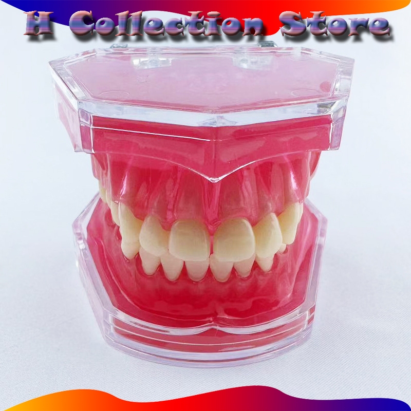 Dental Model Study Studi Gigi Lepasan Phantom Pantum Gigi Lepas Rubber