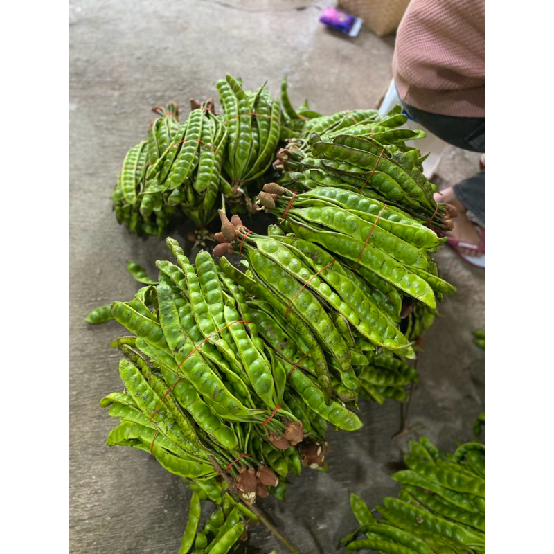 

PETE PADI UKURAN MINI 20 LONJOR