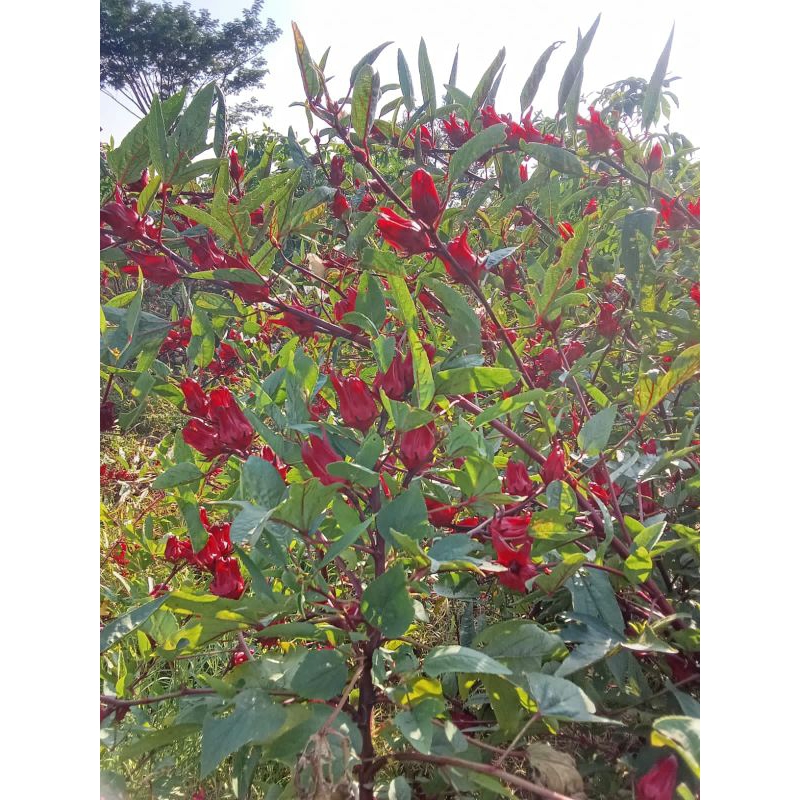 

Teh Bunga Rosela merah kering kemasan 500g