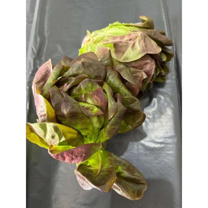 

Red Oakleaf Lettuce 100gr / pck