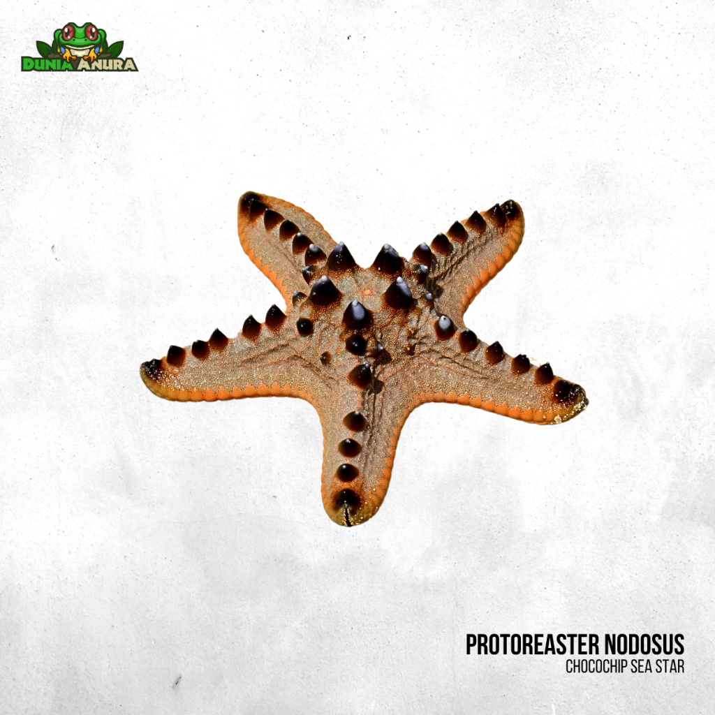 Bintang hias laut  - Bintang laut Jendral - Protoreaster nodosus