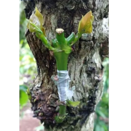 Entres kopi Robusta, Klon Bagio Raja 30 Ranting #Kopi Robusta#Entres Arsyad#Stek