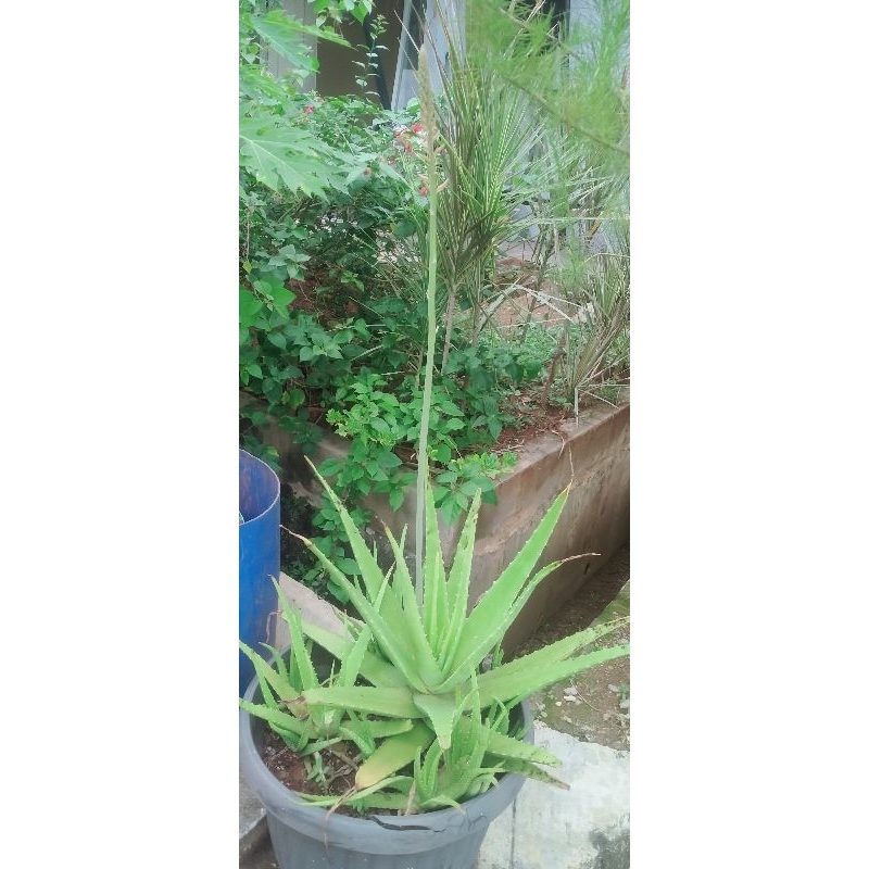 bunga lidah buaya dan lidah buayanya