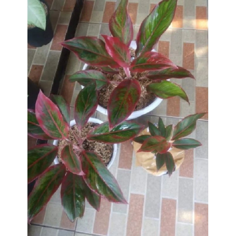 Aglonema lipstik siam aurora/aglonema murah/ aglonema Lipstik merah