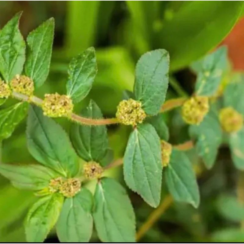 

Daun patikan kebo segar petik langsung 200 gram