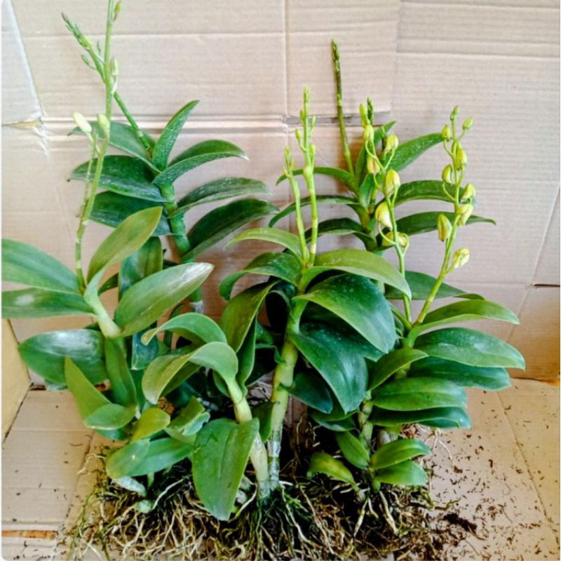 Anggrek Bulan Jumbo Pasca Bunga