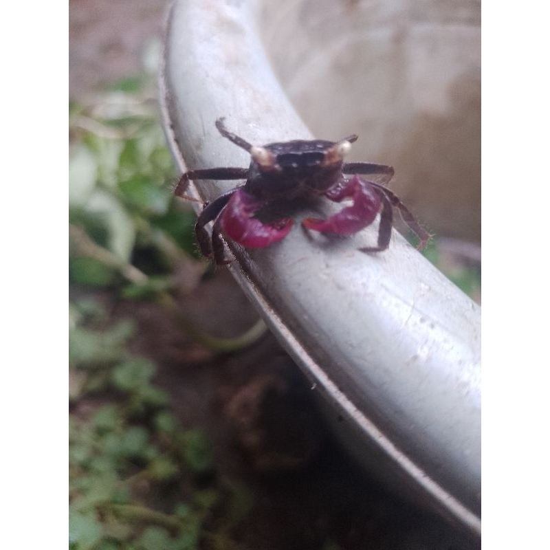 kepiting pampir kepiting hias boncerethiasan aquarium