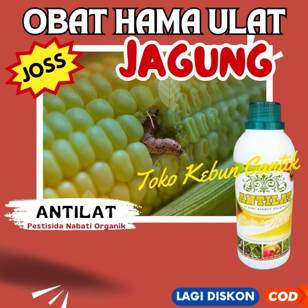 ANTILAT 500ML Pestisida Organik Pembasmi Ulat Daun, Ulat Buah, Ulat Batang di Tanaman Cabe, Tomat, P