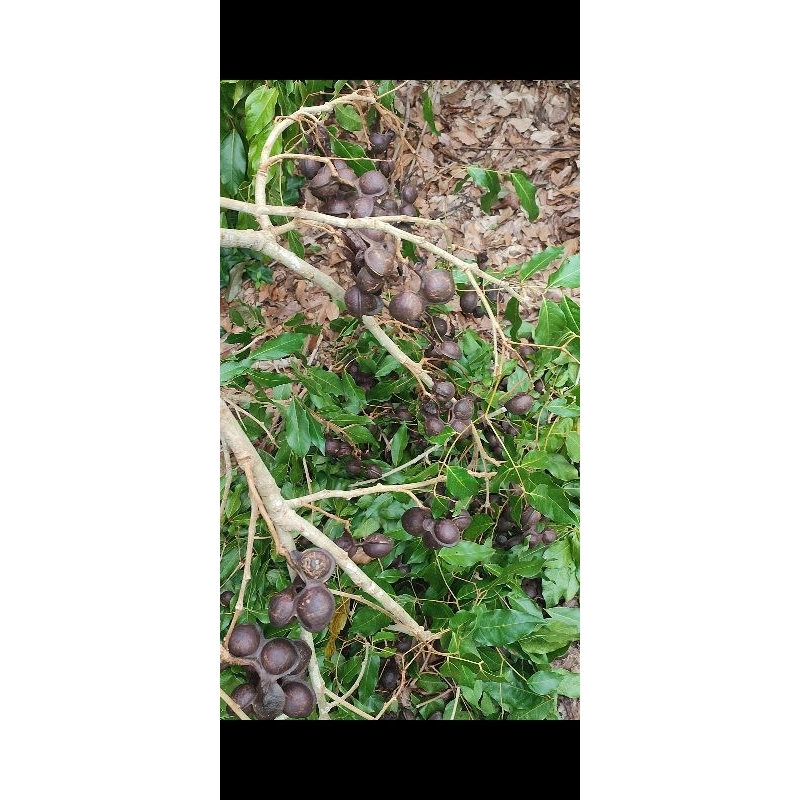 

Jengkol Tua Segar 1 Kg [Inderapura] Paling Enak