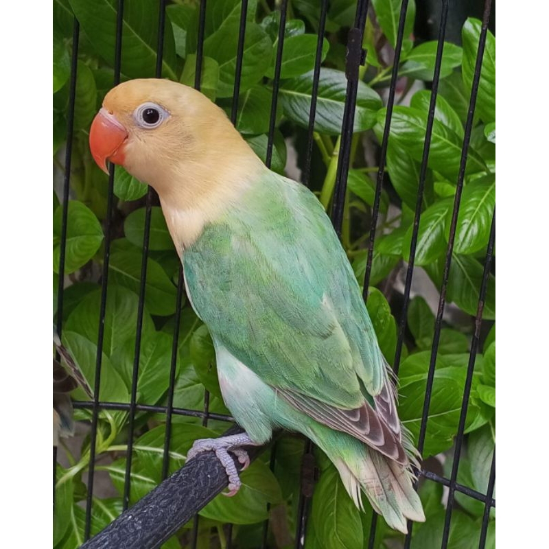 burung lovebird biola PB pale