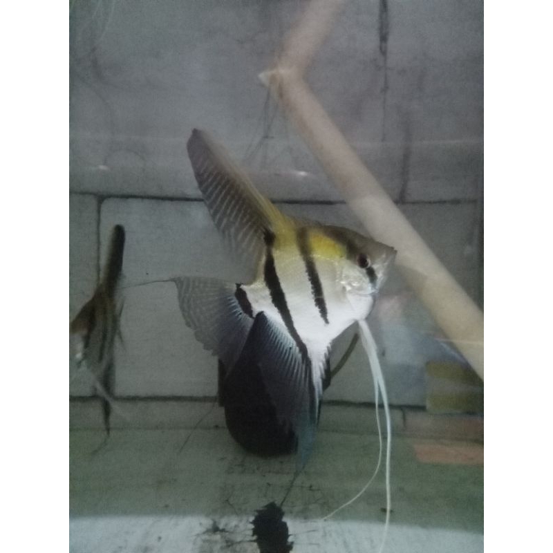 Perlengkapan aquarium Manfish Red Back Manacapuru