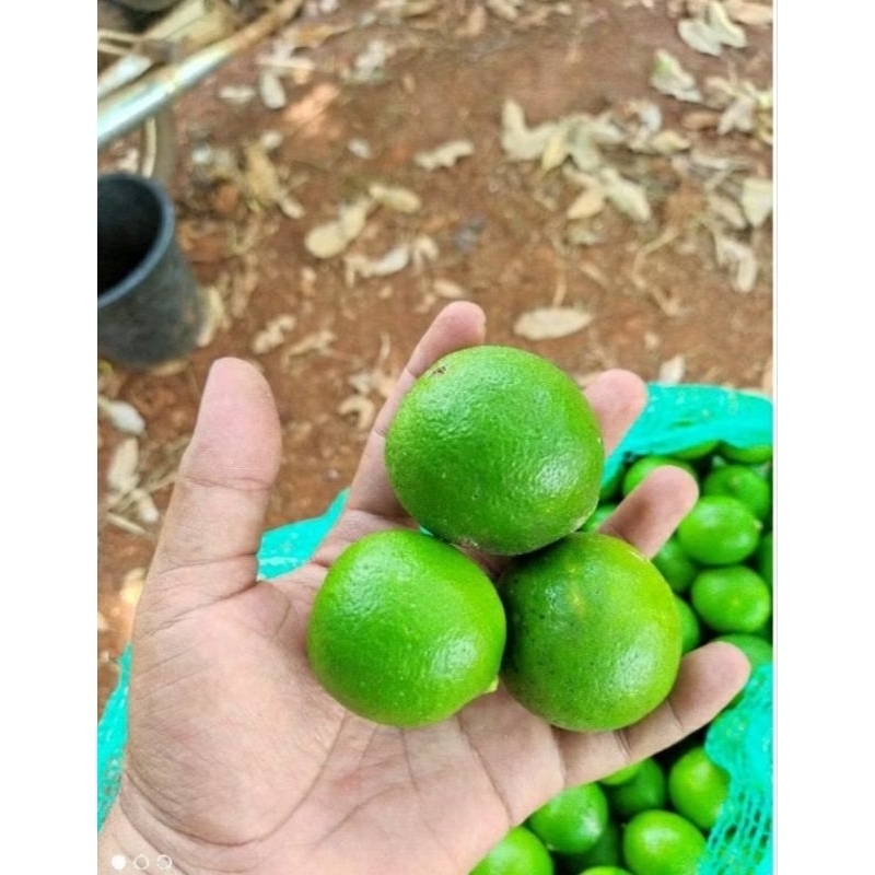 

jeruk frest langsung petik 500g