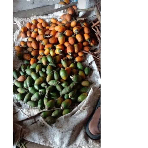 

pinang tua 1 kg