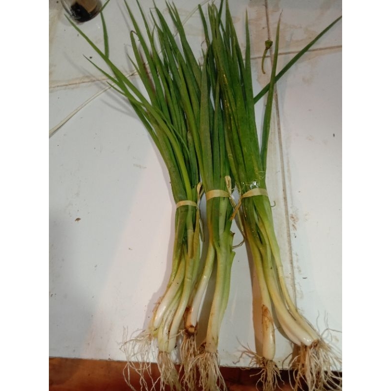 

daun bawang kecil 1 ikat