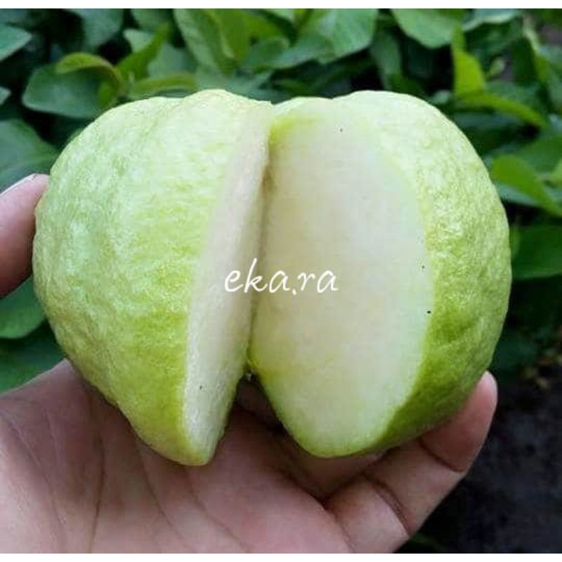 

Buah Jambu Kristal Putih Grade B 1kg isi 5 s/d 6