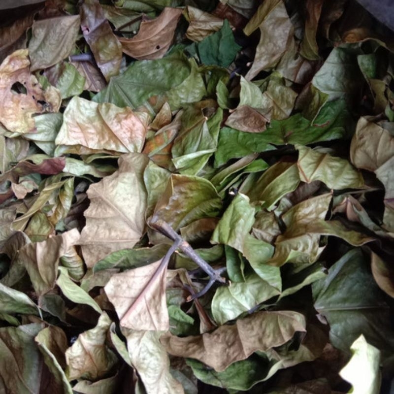 

DAUN AWAR AWAR KERING 1 KG / DAUN AWAR AWAR KERING