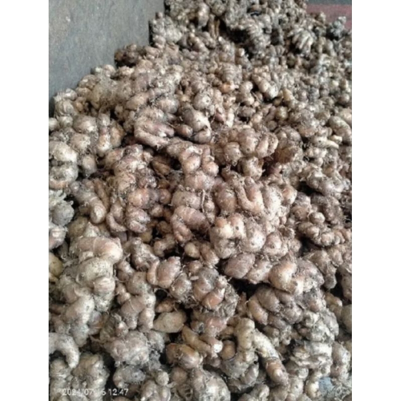 

kencur bumbu seblak 50 gram